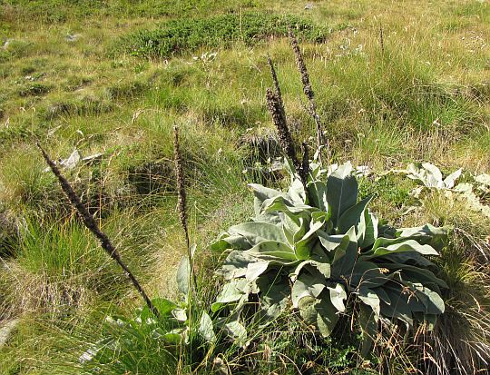 Dziewanna (Verbascum L.).