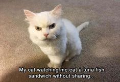 funny cat pictures