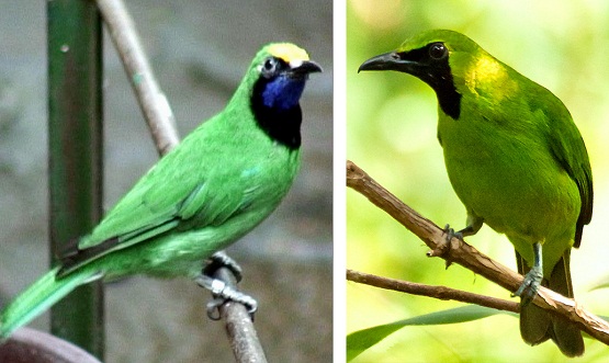 Cara Membedakan Cucak Ijo Jantan dan Betina Dengan Langkah