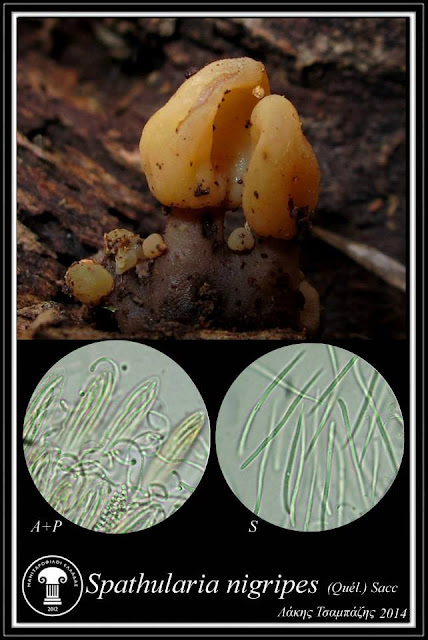Spathularia nigripes (Quél.) Sacc