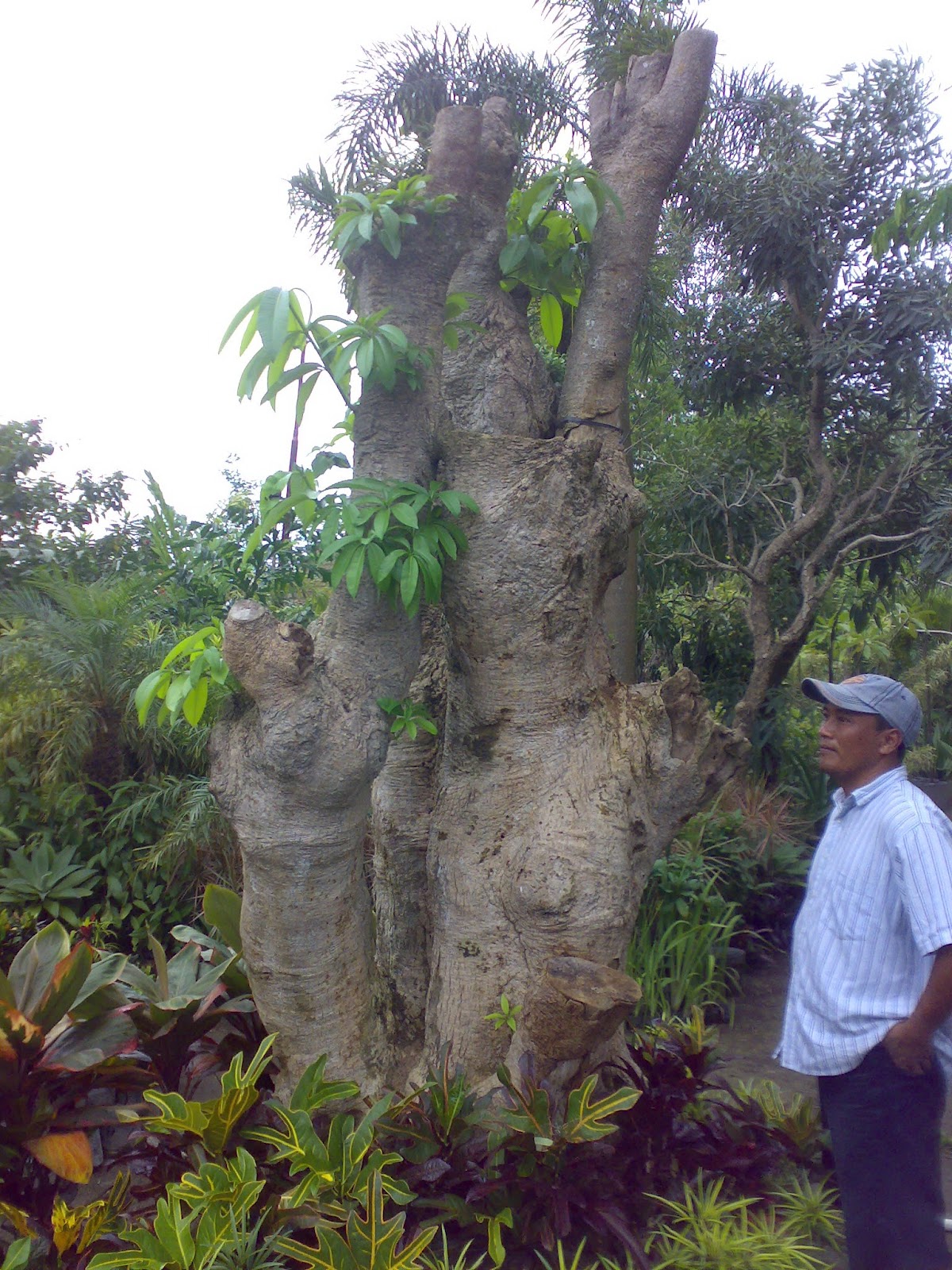 Uri Florist Yogya: Pohon Pulai