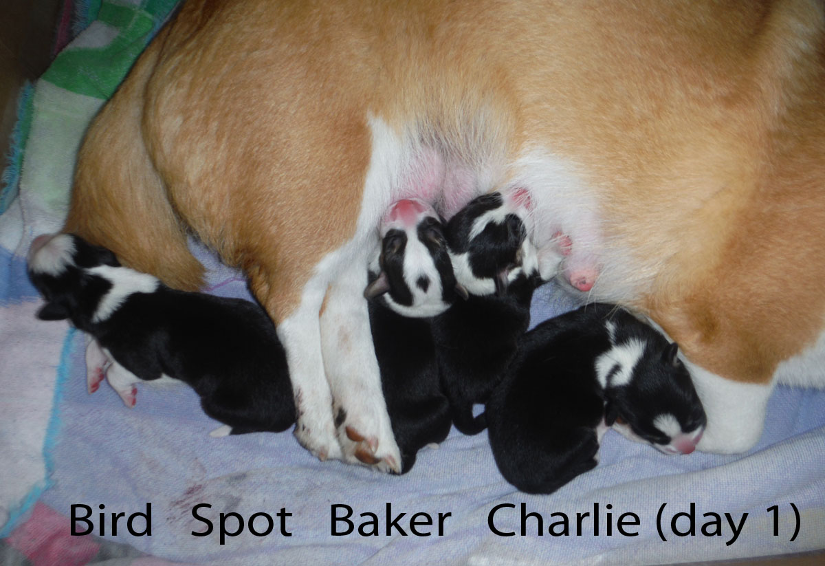 Haysmer Hawaii PUPPIES