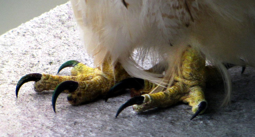 Fermilab Natural Areas: Photo of the Day: Red Hawk (& Talons!)