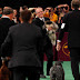 Διαγωνισμός ομορφιάς σκύλων Westminster Kennel Club Dog Show