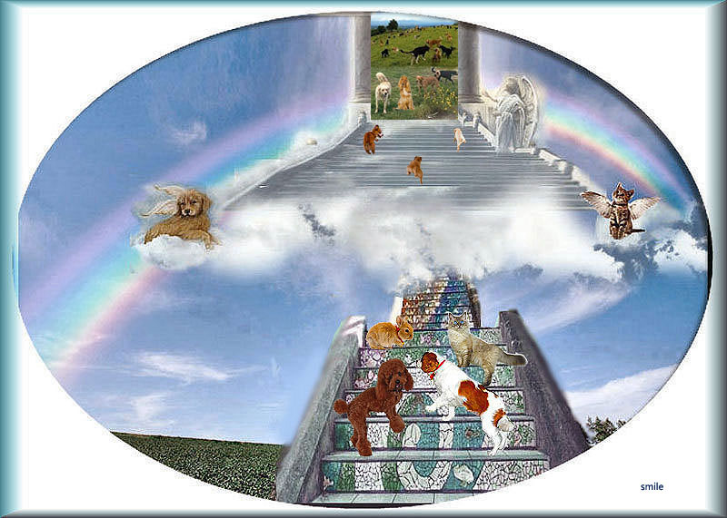 Amiciinallegria Ponte dell'arcobaleno il paradiso degli animali Amiciinallegria Ponte dell'arcobaleno il paradiso degli animali