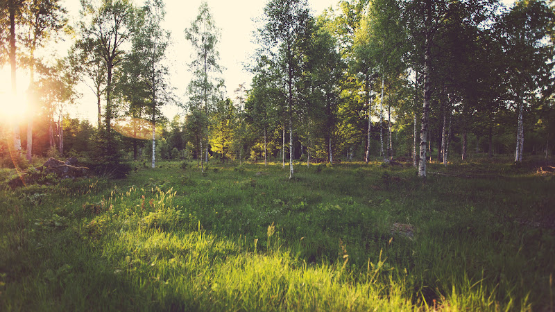 Summer Sun