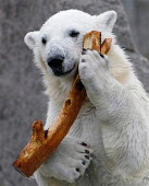 100 funny polar bear pictures