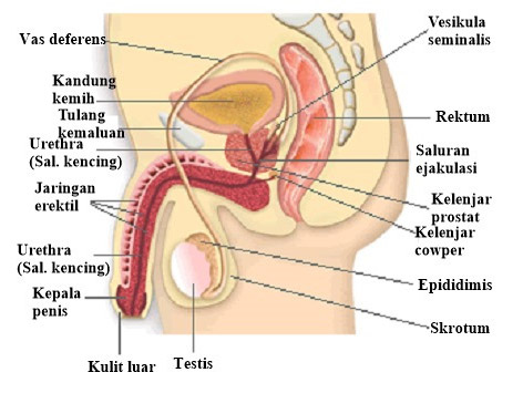 Bagian-Bagian Alat Reproduksi pada Pria