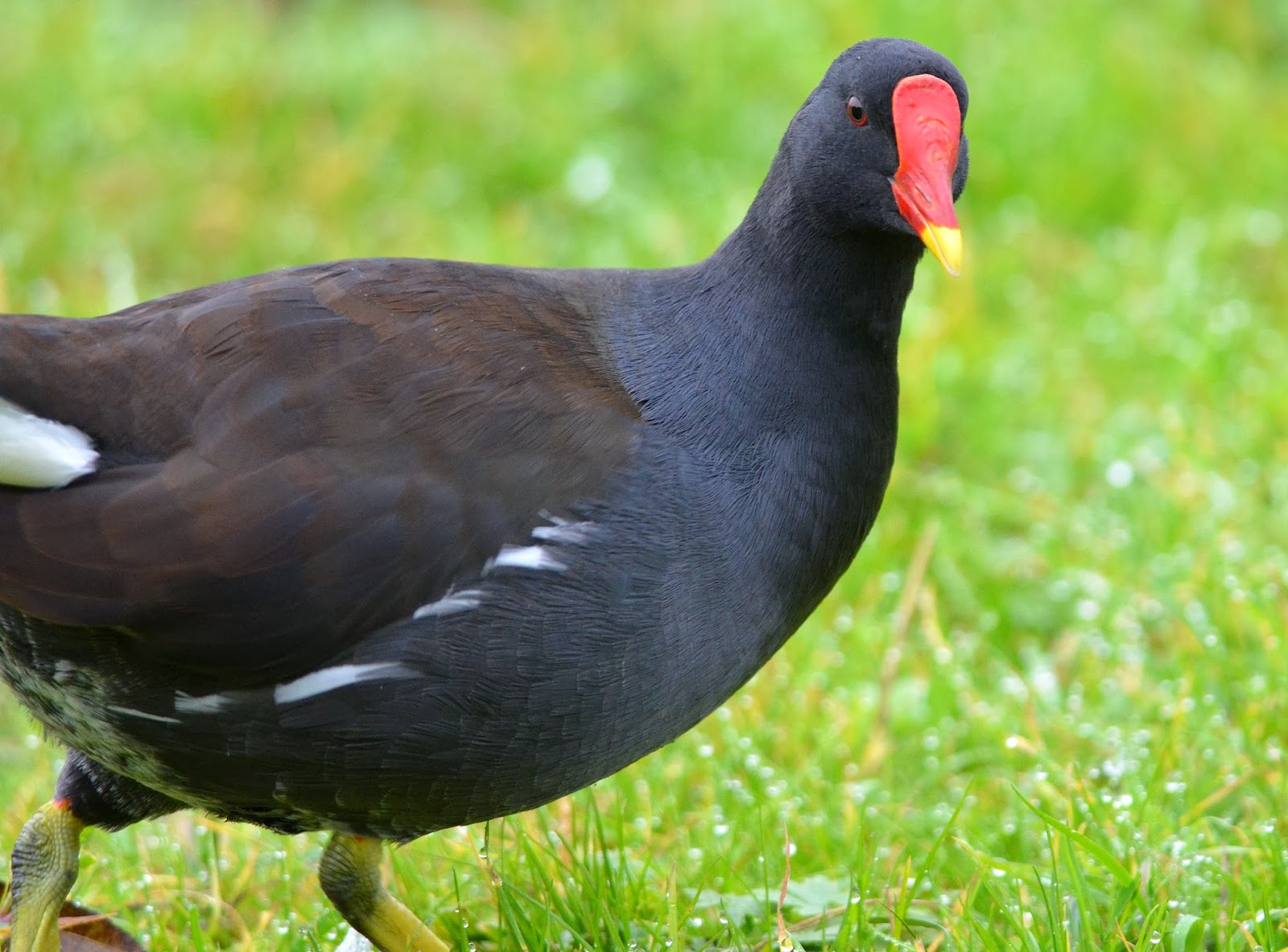 The Early Birder Moorhen