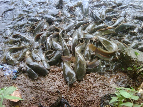 TIPS: cara budidaya ikan lele sangkuriang di kolam beton - Budidaya