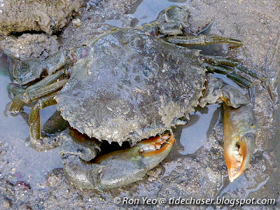 Green Mud Crab (Scylla paramamosain)