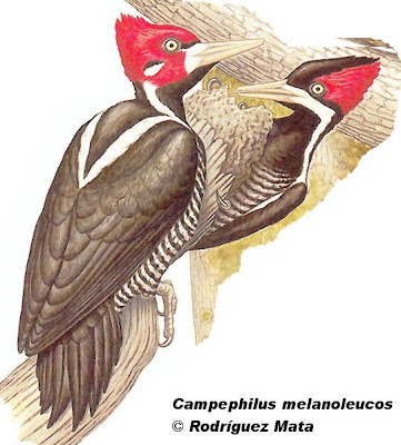Crimson crested Woodpecker