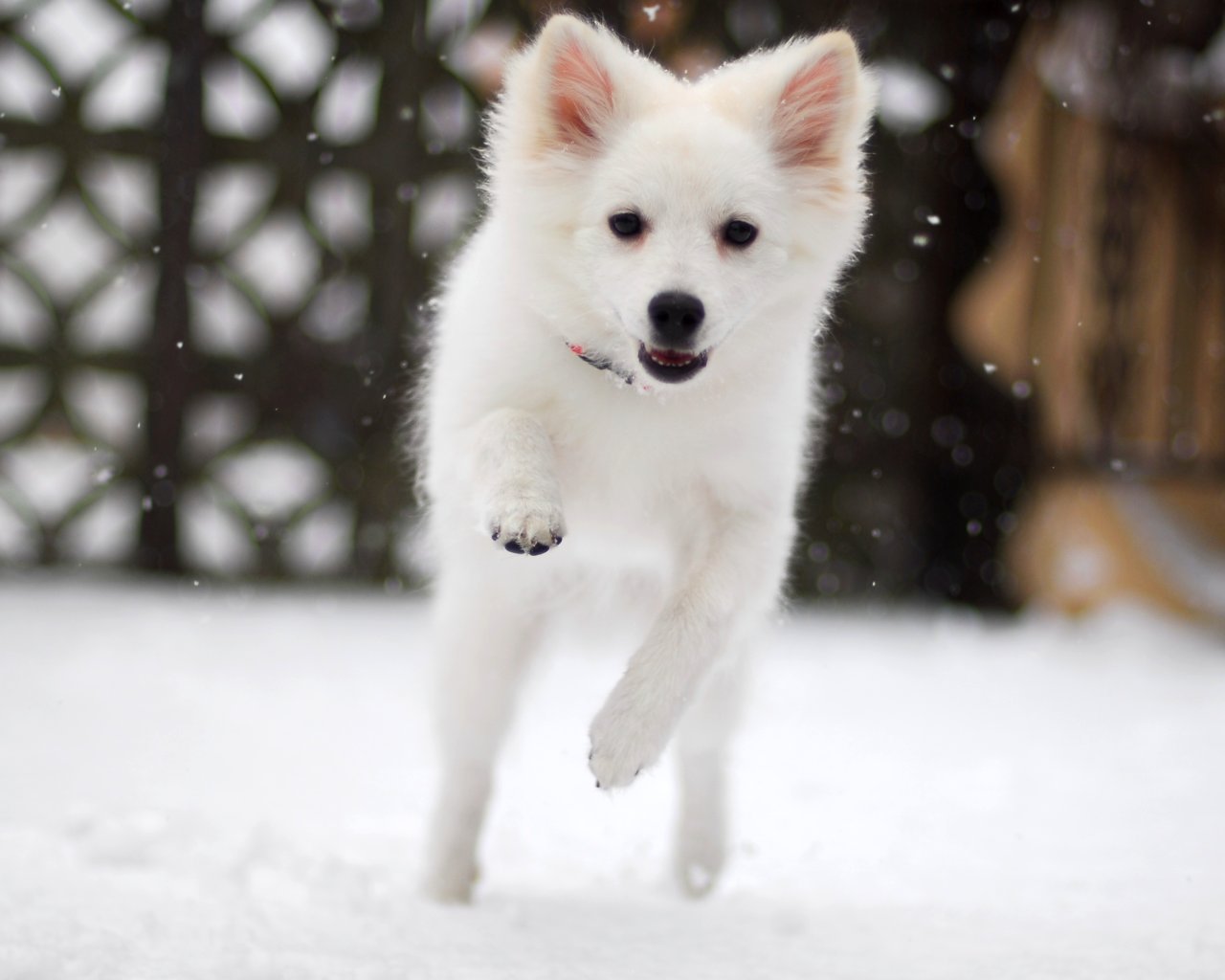 miniature american eskimo dog life expectancy everything about your american eskimo dog luv my dogs miniature american eskimo dog life expectancy everything about your american eskimo dog luv my dogs