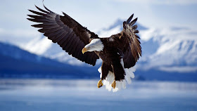 Wallpaper Eagle
