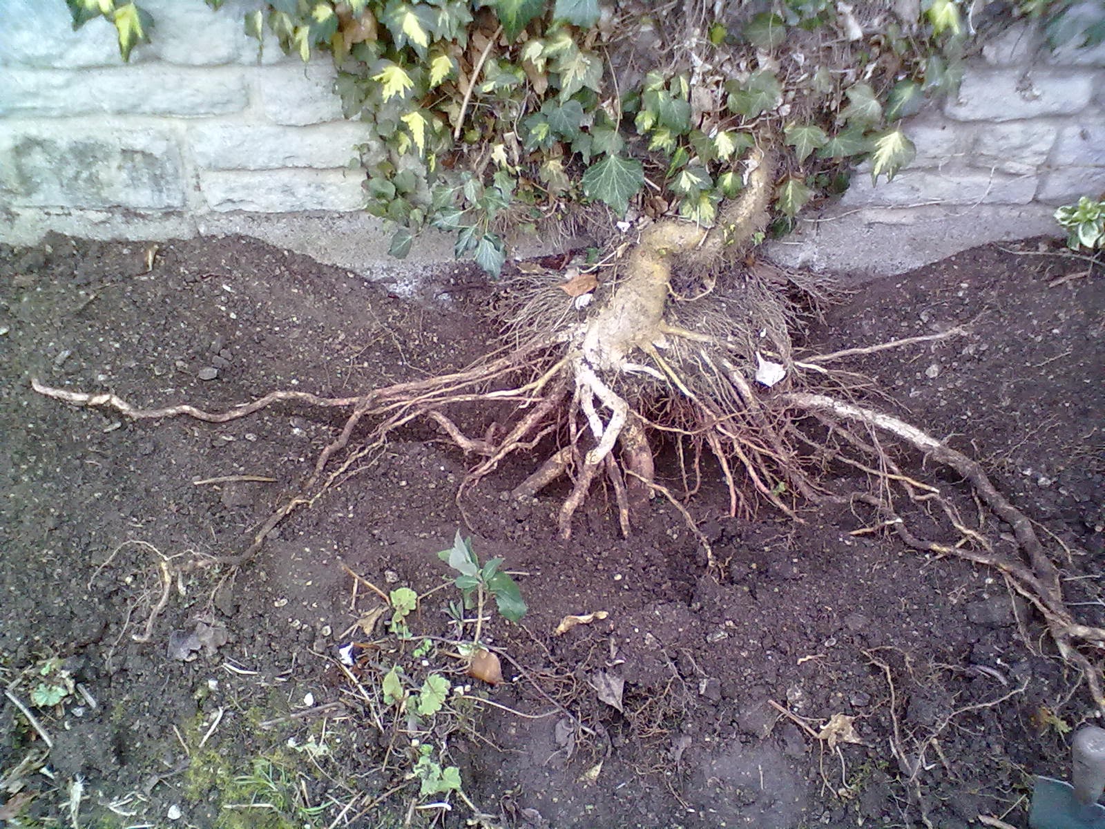 Rachel the Gardener How to remove ivy from a wall.
