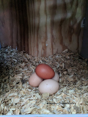 Hens eggs in nest box