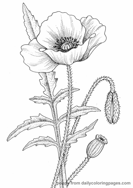 Realistic Flower Coloring Pages - Flower Coloring Page