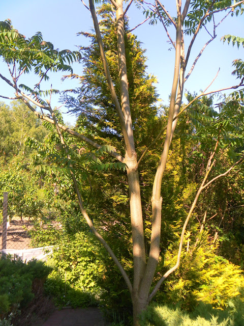 Downy Tree of Heaven (Ailanthus vilmoriniana)