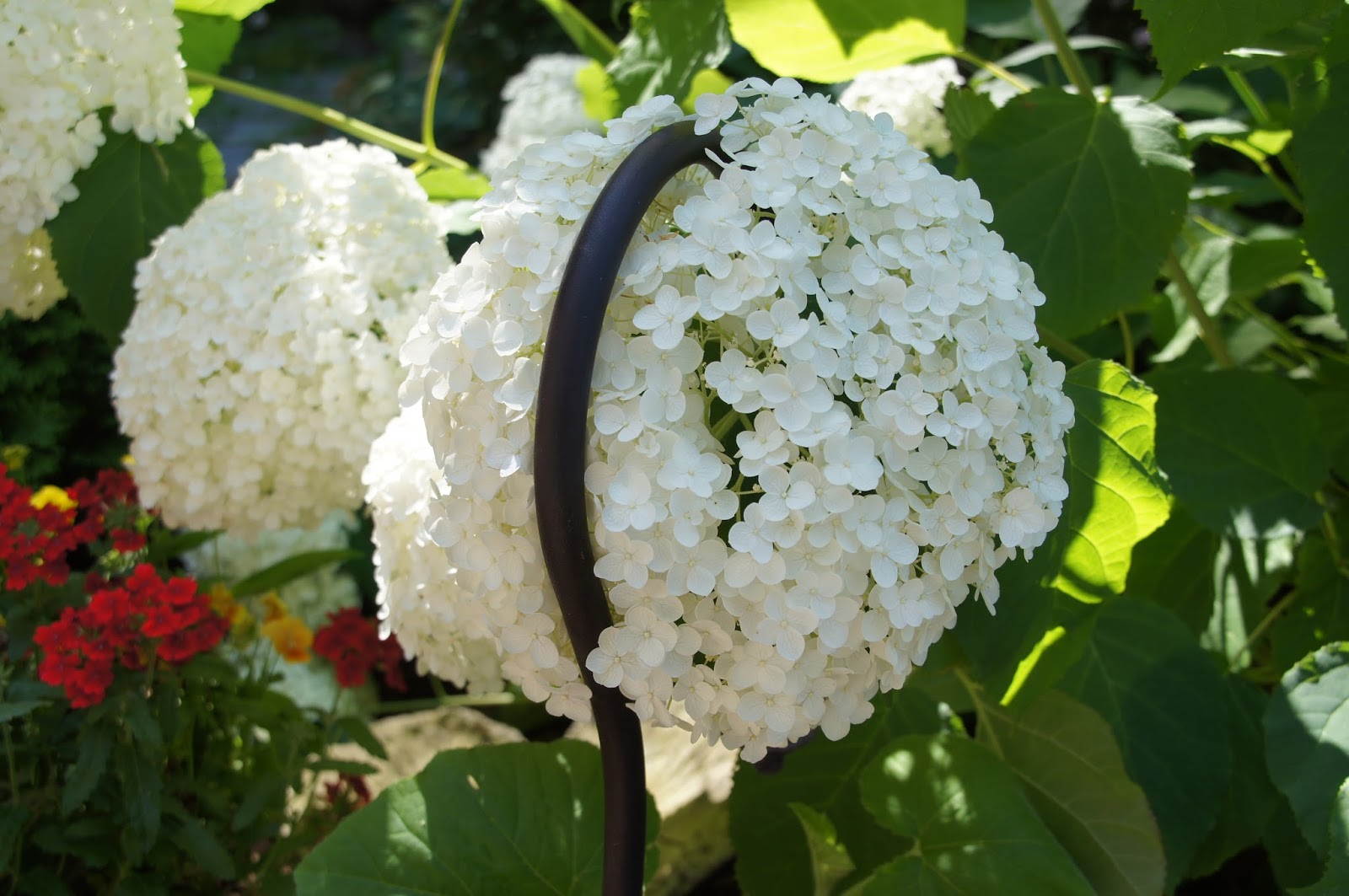 Cottage Style Decorating With Bold Hydrangeas Hydrangea