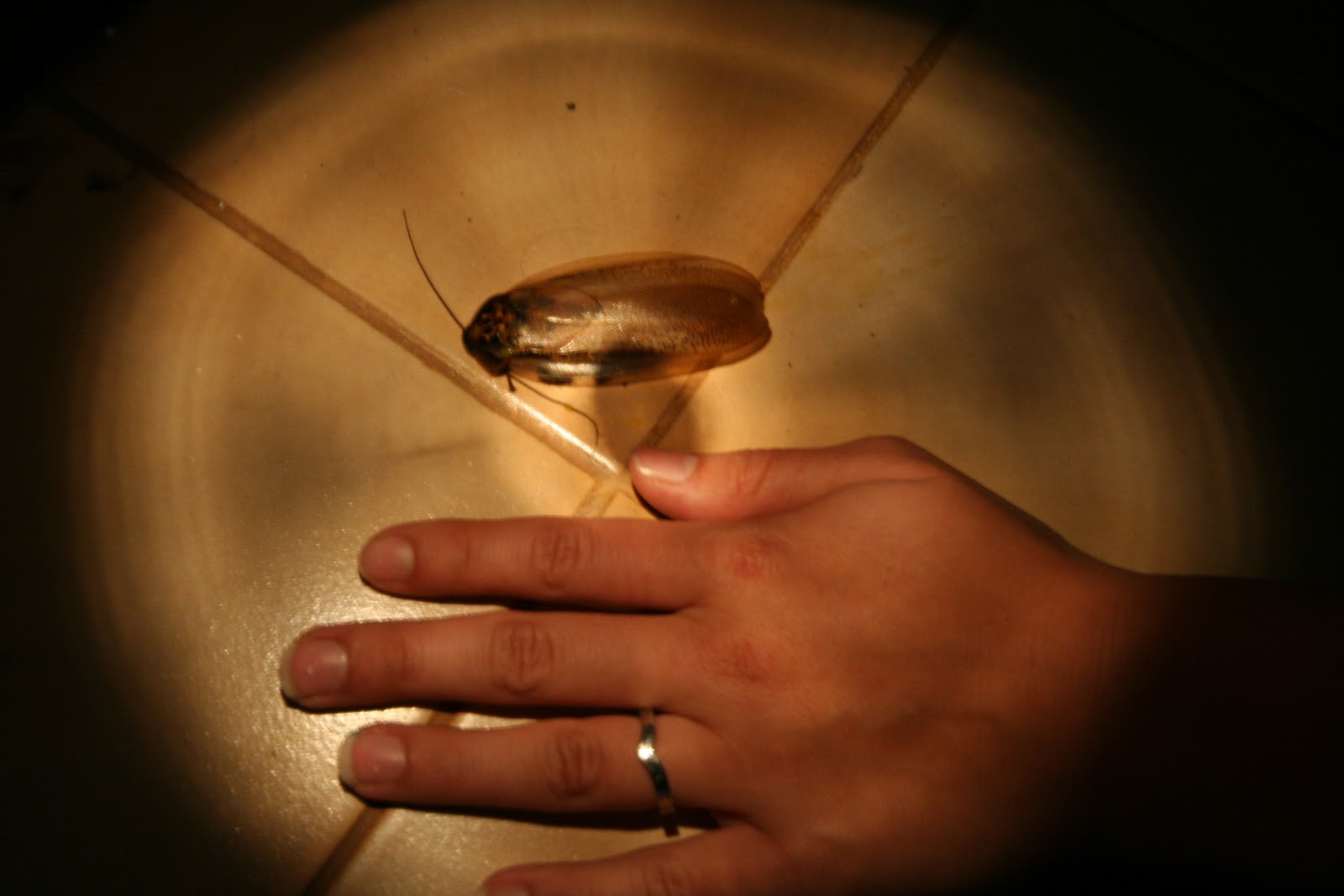 All That is Below Biggest bug ever...