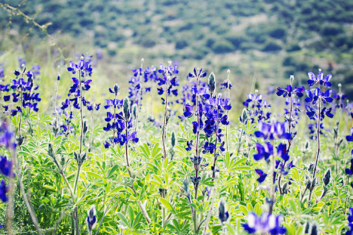 Blue lupine in full bloom on Israel's Lupine Hill