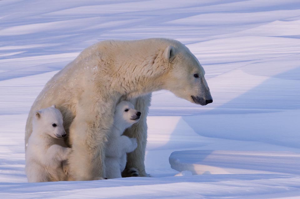 Семья белых медведей. Мама и два медвежонка (11 фото)