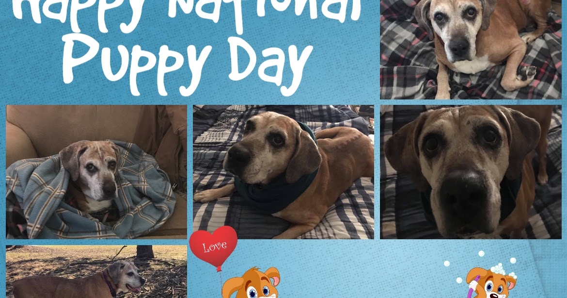Moments of Introspection: Happy National Puppy Day