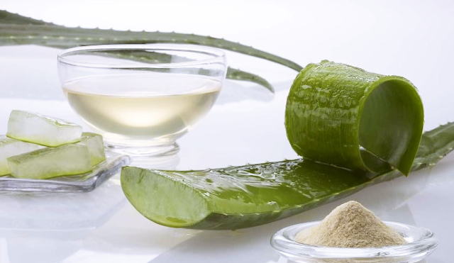 lidah buaya aloe vera