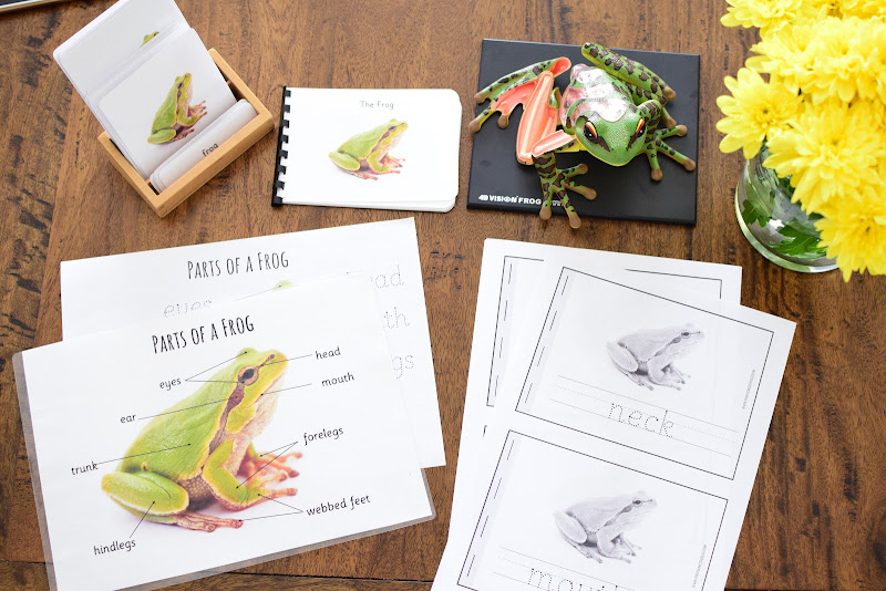 Parts of a Frog Learning Materials for Kids