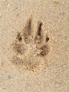 huella de pata de perro en la arena