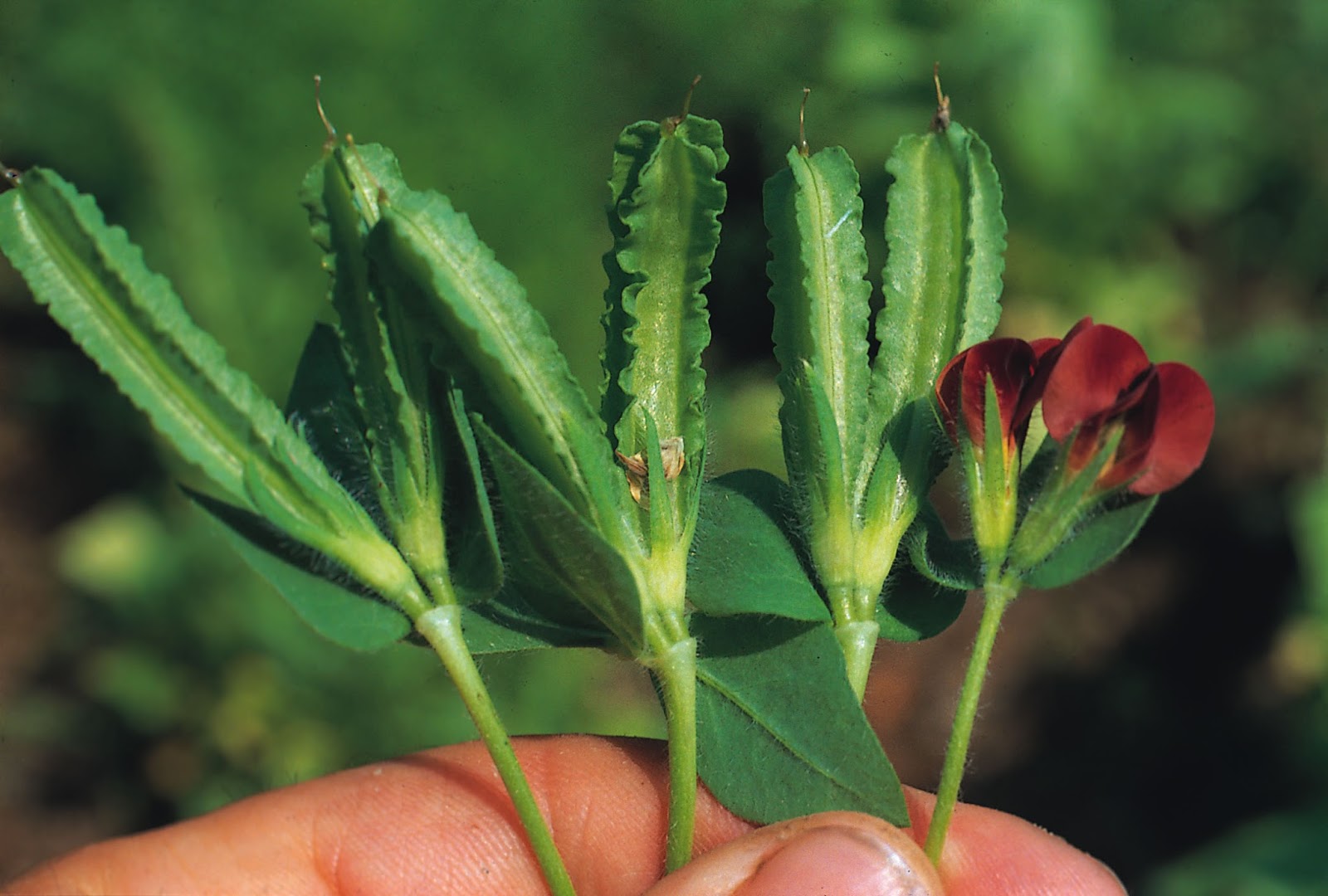 HOW TO GROW ASPARAGUS PEAS FROM SEED The Garden of Eaden