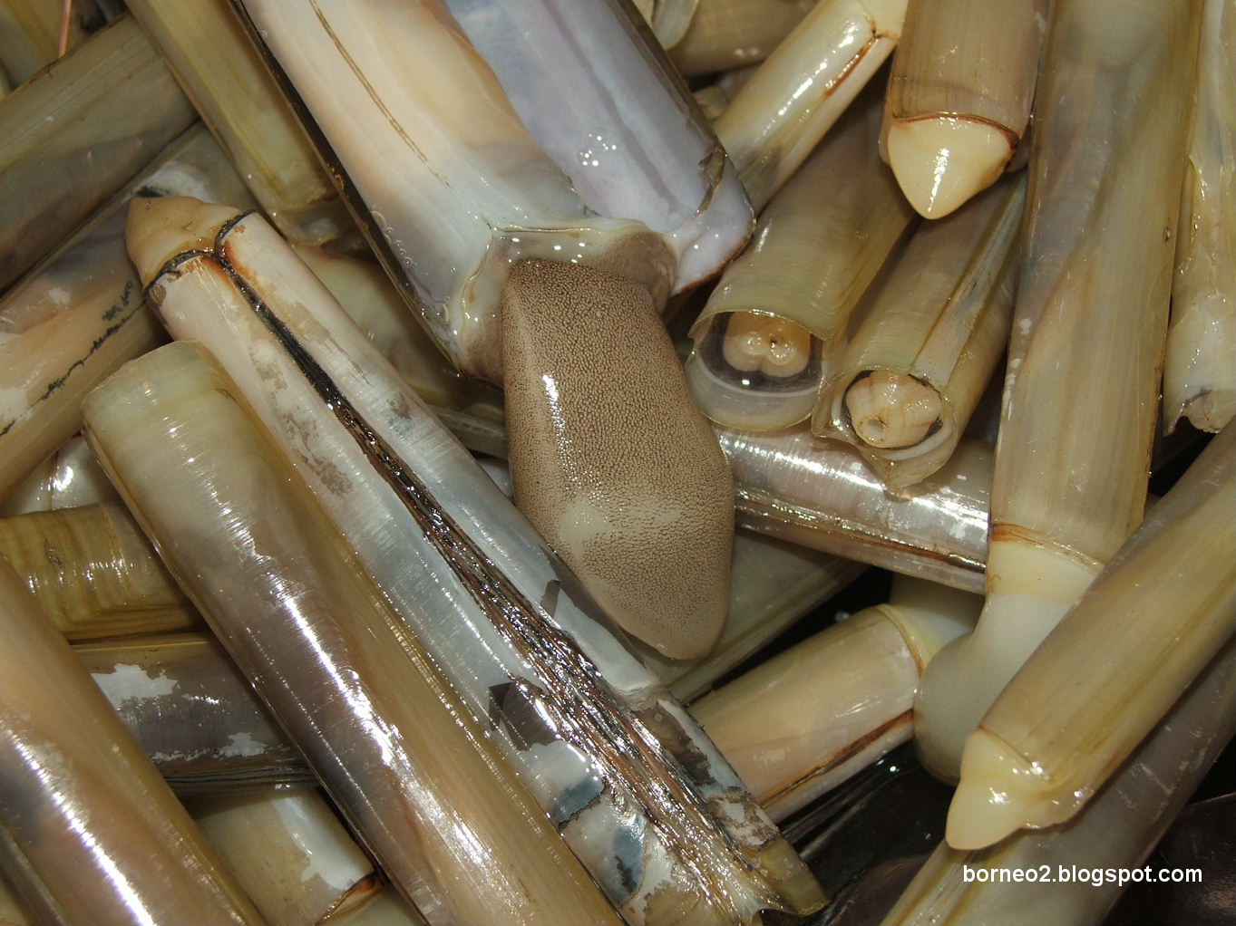 Borneo Island, Awaken To A Different World Bamboo Clam or American