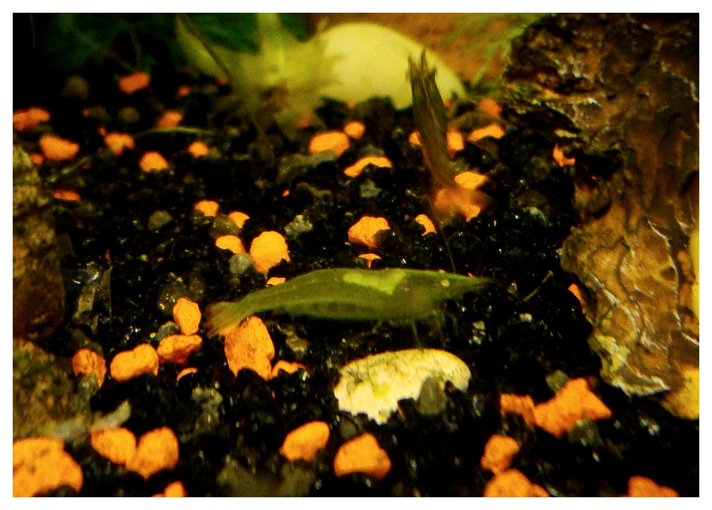 Bienvenue dans notre aquarium! 24 févr. 2011