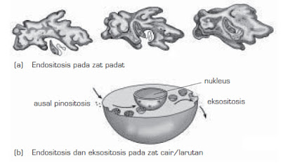 Difusi, Osmosis, Transpor Aktif, Endositosis dan Eksositosis (Transpor Zat melalui Membran Sel)