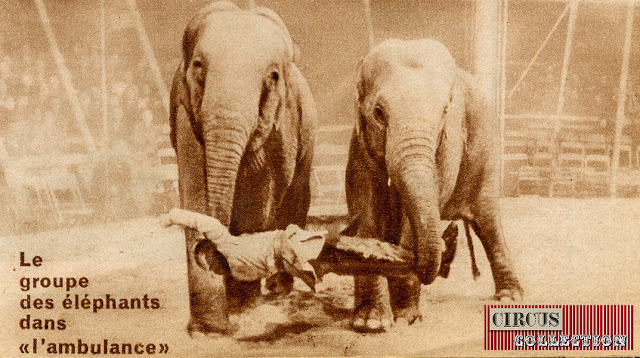 deux éléphants portent Rolf Knie senior couché dans leurs trompes