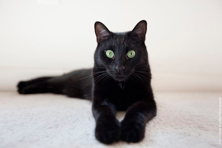 30 Gorgeous Black Cats