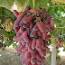 Grape Varieties Hussain Red and White, Galahad and Manicure Finger