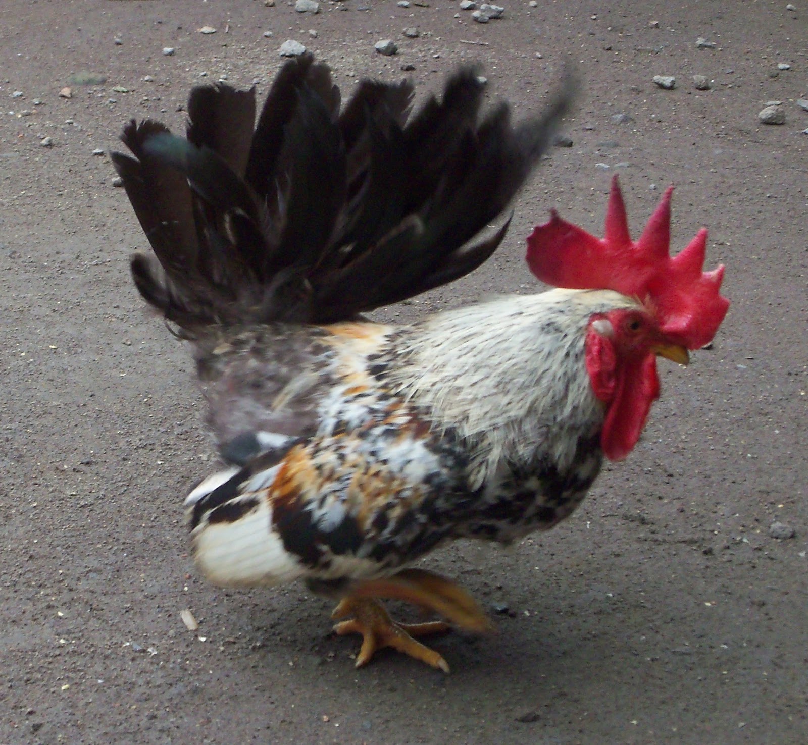 PESONA GAMBAR AYAM 1