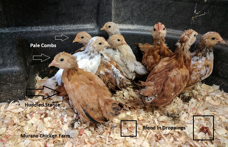 15+ Signs of chicken illness Murano Chicken Farm