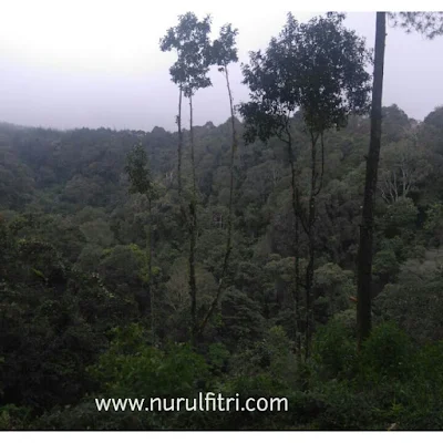Menikmati Pemandangan Hutan Pinus Cikole Bandung