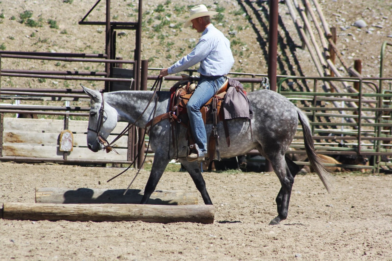 mules for sale on facebook