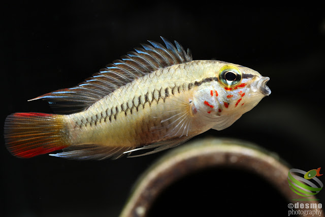 Apistogramma sp. D28