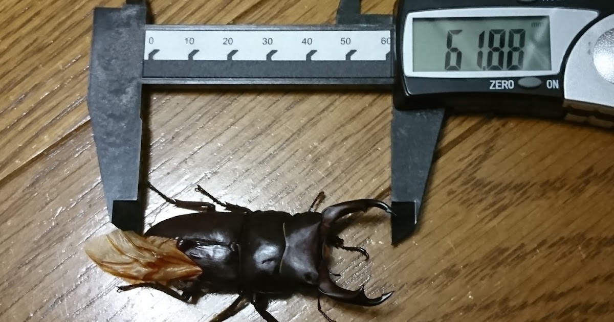 カブトムシ・クワガタデジタル】ノギス ロングジョウデジパ