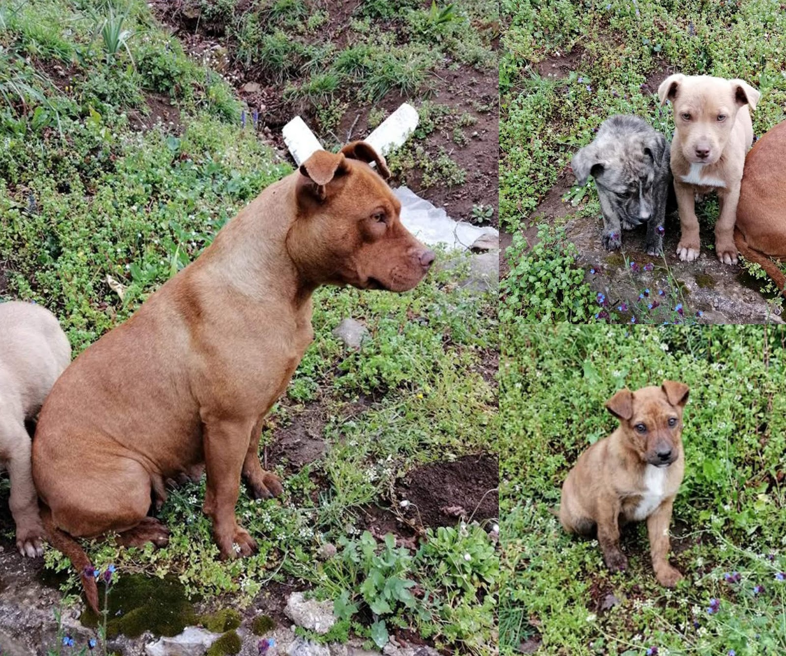 Un Pit Bull Per Amico ADOTTATI!!! Pit Bull femmina e incrocio Pit Bull maschi e femmine a Un Pit Bull Per Amico ADOTTATI!!! Pit Bull femmina e incrocio Pit Bull maschi e femmine a