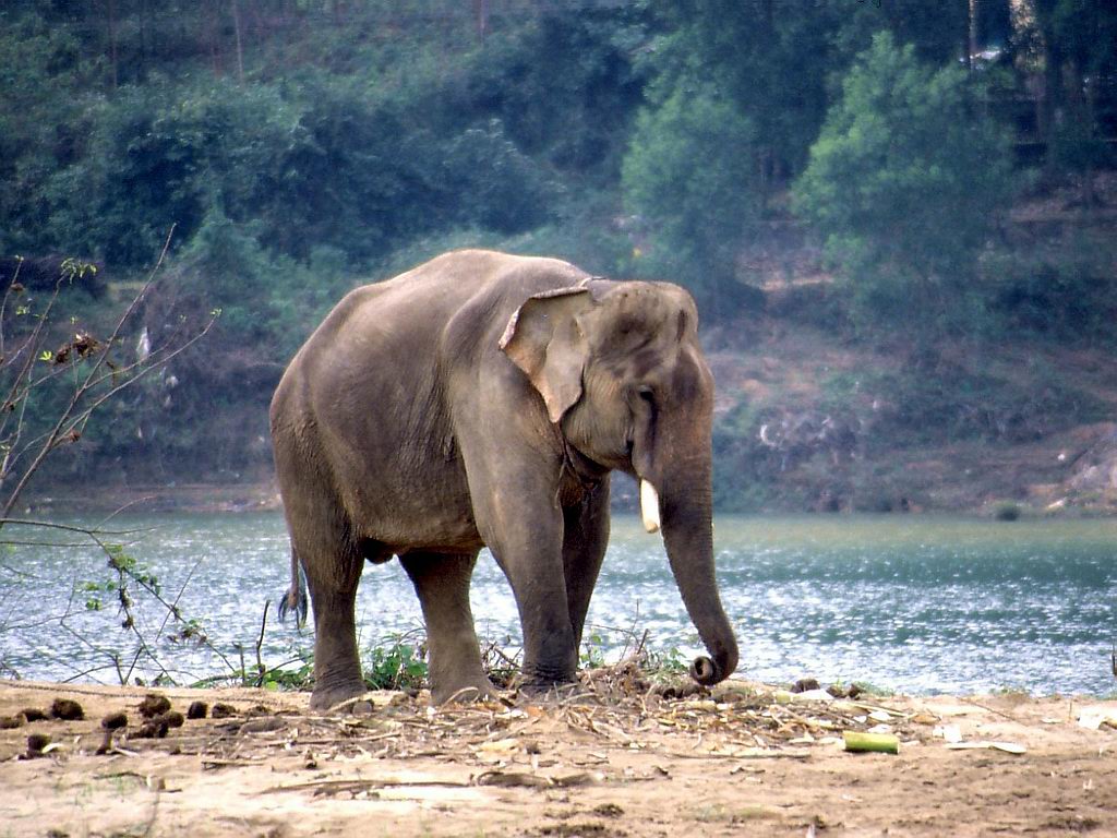 Indian wild animal elephant information