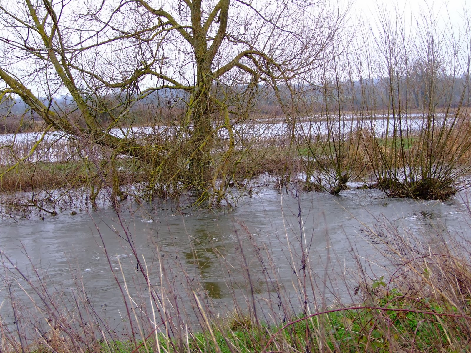 Canoeing and Kayaking on The River Kennet: New Year high water on the ...