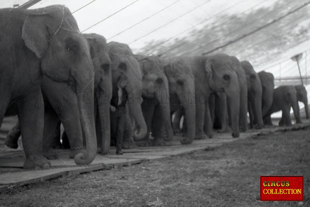 Les 11 éléphants du Cirque Franz Althoff 1967