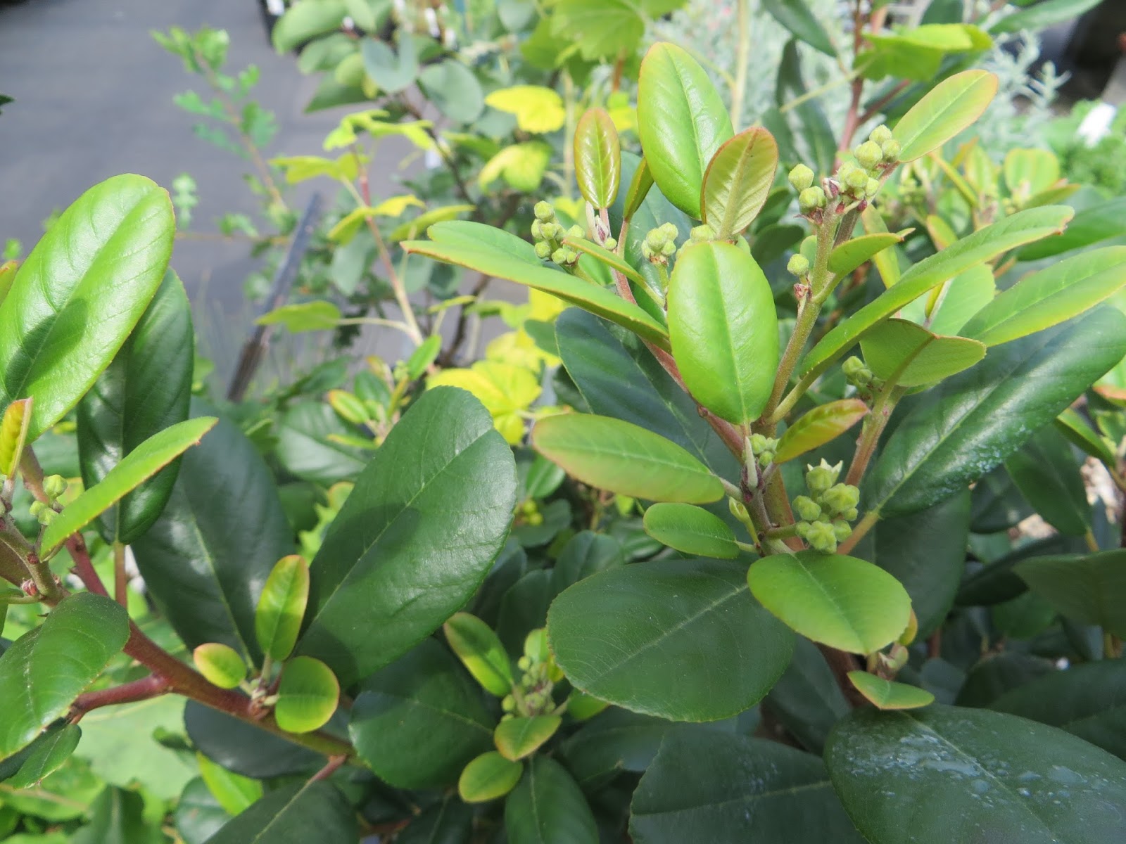 Nessy Designs Leatherleaf Mahonia