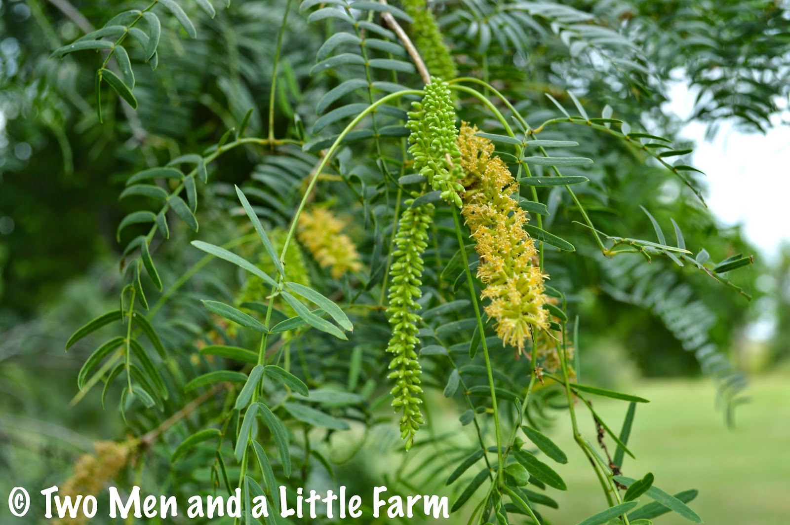 Two Men and a Little Farm MESQUITE TREES ARE IN BLOOM