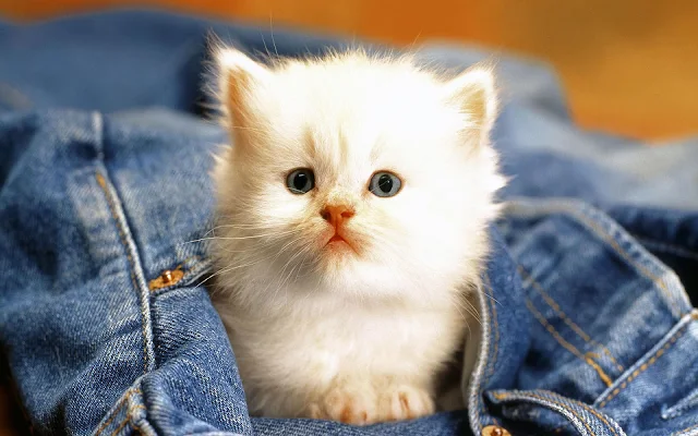 Wit katje op een bllauwe spijkerbroek